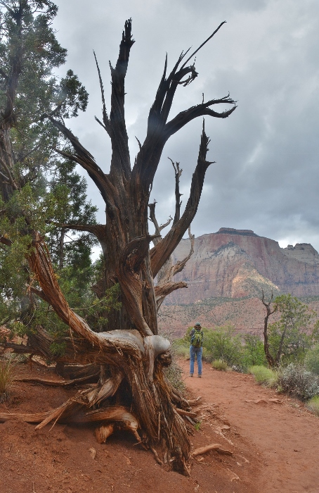 On the Watchman Trail